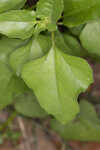 Cucumberleaf sunflower